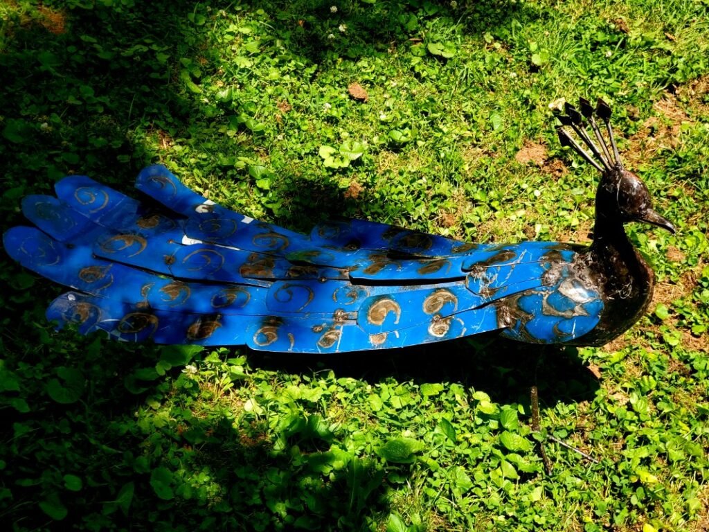 Peacock